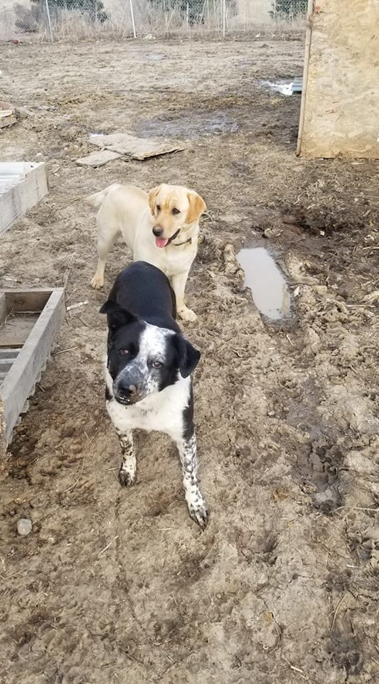 Booboo and Luna - Miranda Bruce.jpg